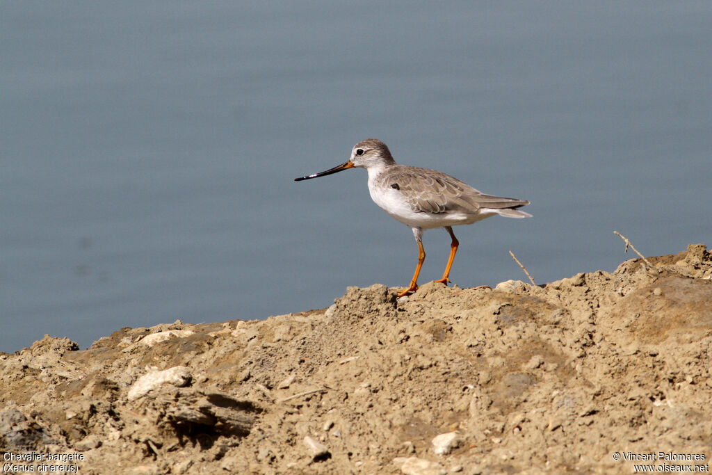 Terek Sandpiper