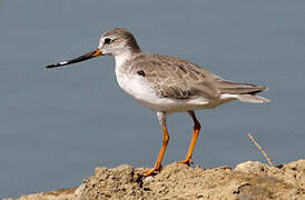 Terek Sandpiper