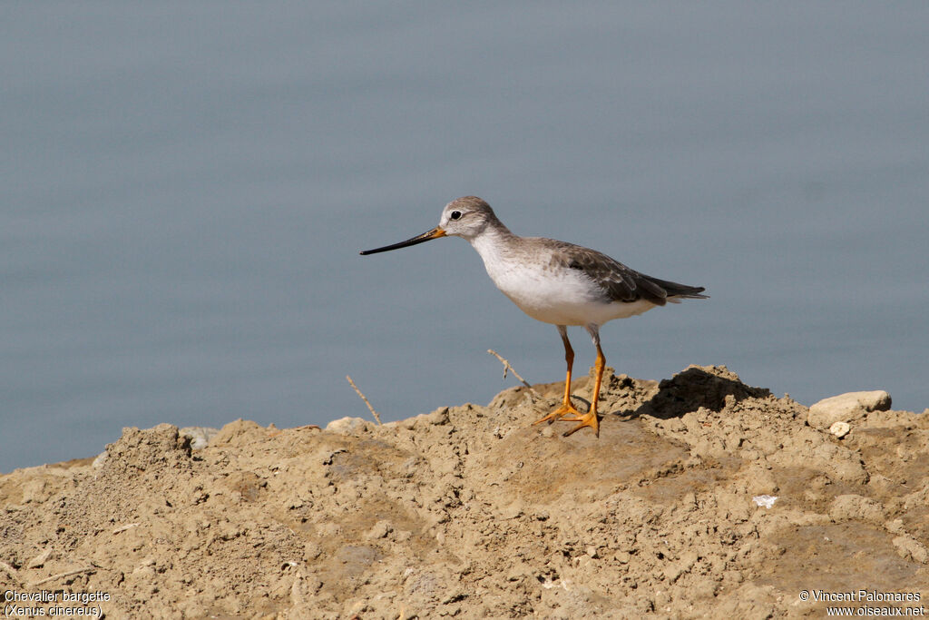 Terek Sandpiper