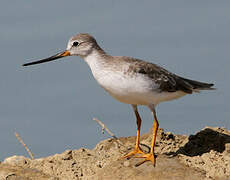 Terek Sandpiper