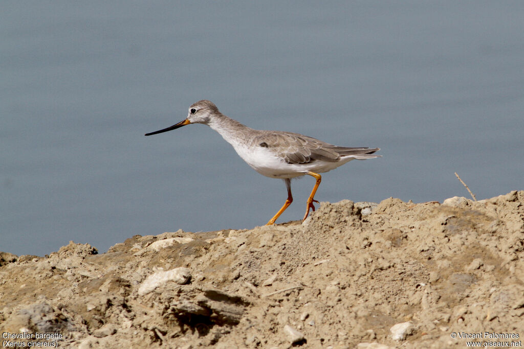 Terek Sandpiper