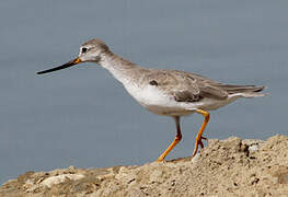 Terek Sandpiper