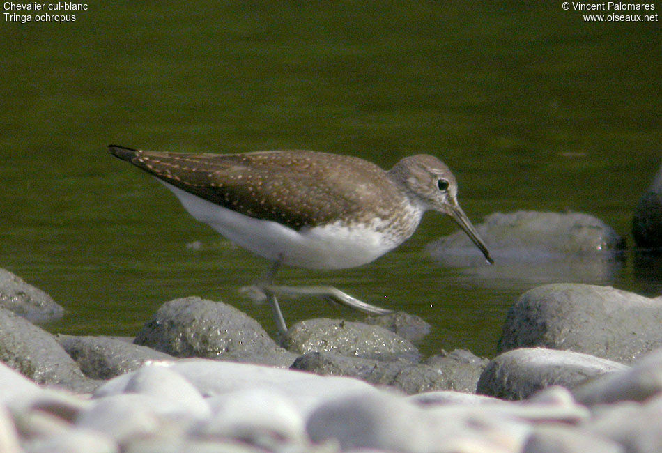 Green Sandpiper