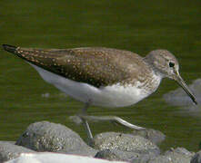 Green Sandpiper