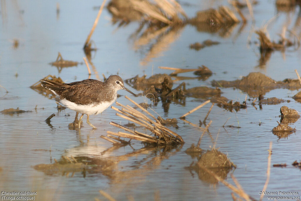 Green Sandpiper