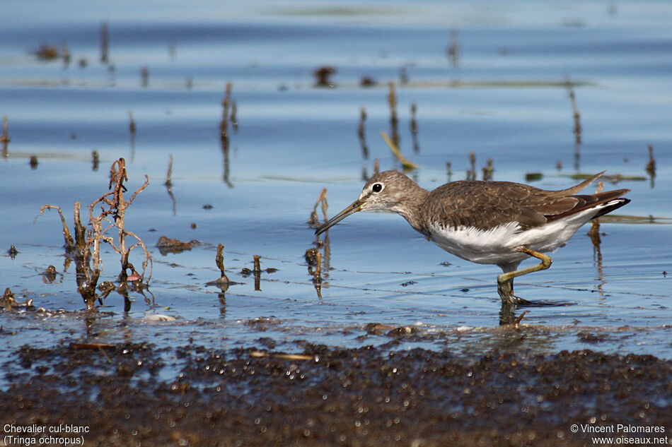 Green Sandpiper