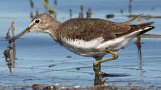 Green Sandpiper