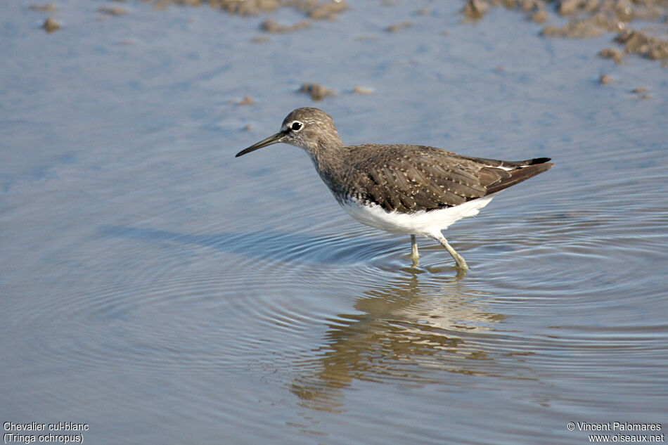 Green Sandpiper