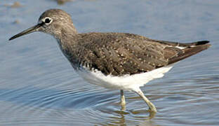 Green Sandpiper