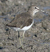 Green Sandpiper