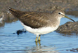 Green Sandpiper