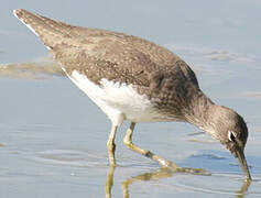 Green Sandpiper