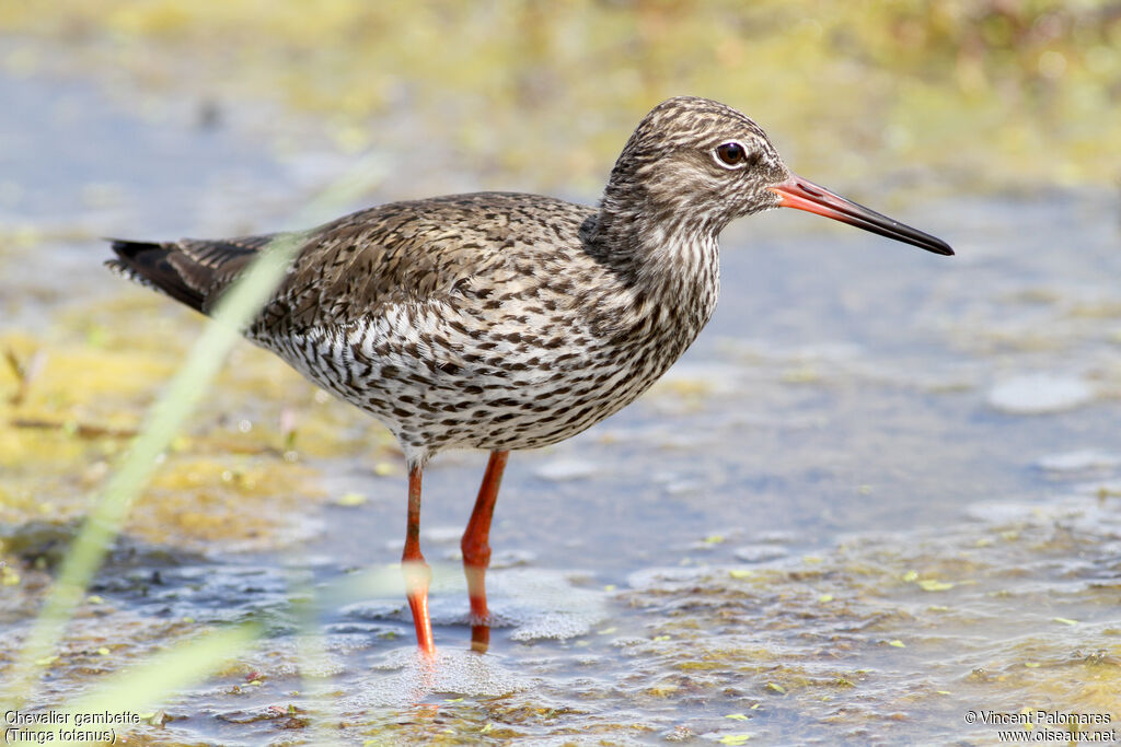 Common Redshank