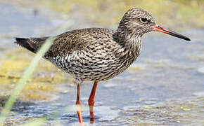 Common Redshank