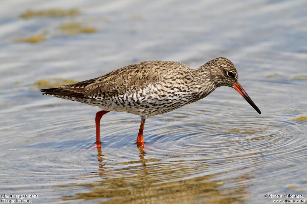 Common Redshank