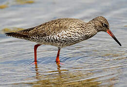 Common Redshank