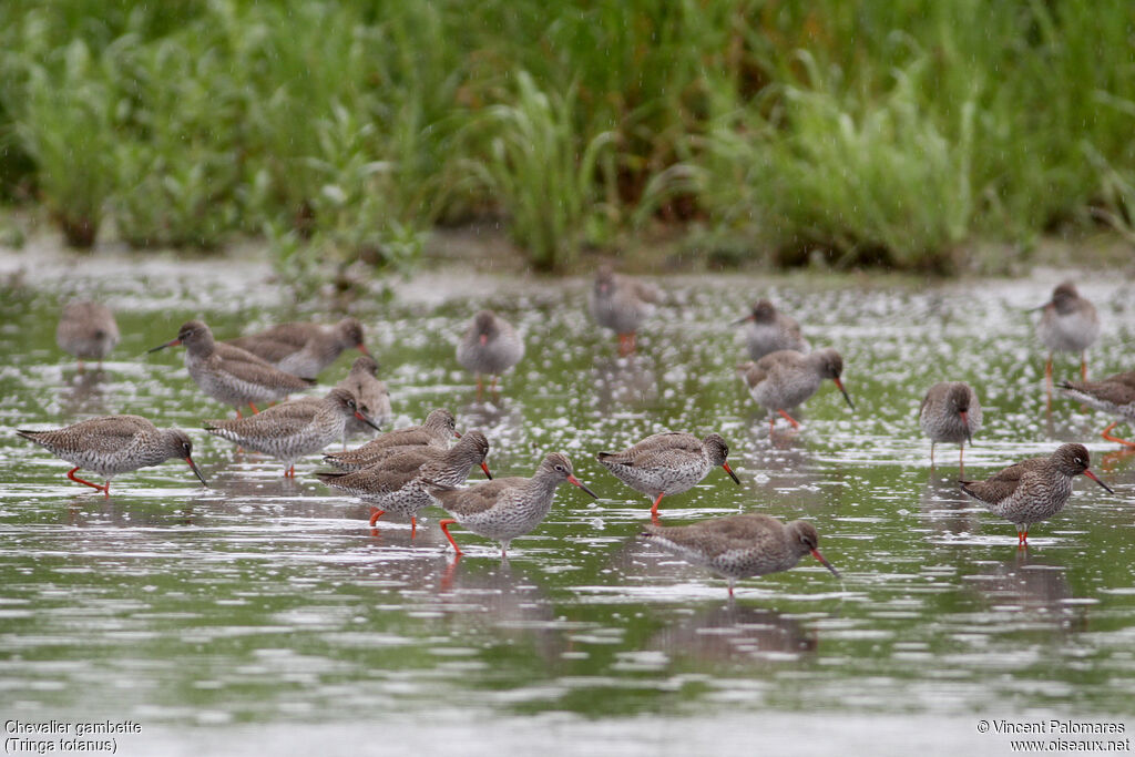 Common Redshankadult