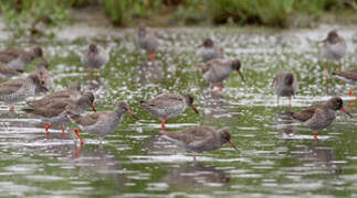 Common Redshank