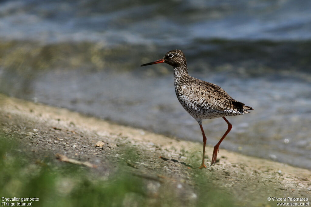 Common Redshank