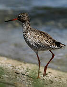 Common Redshank