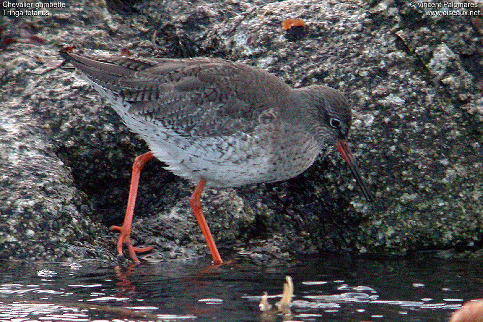 Common Redshank