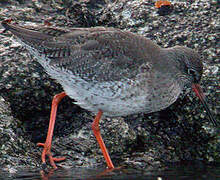 Common Redshank