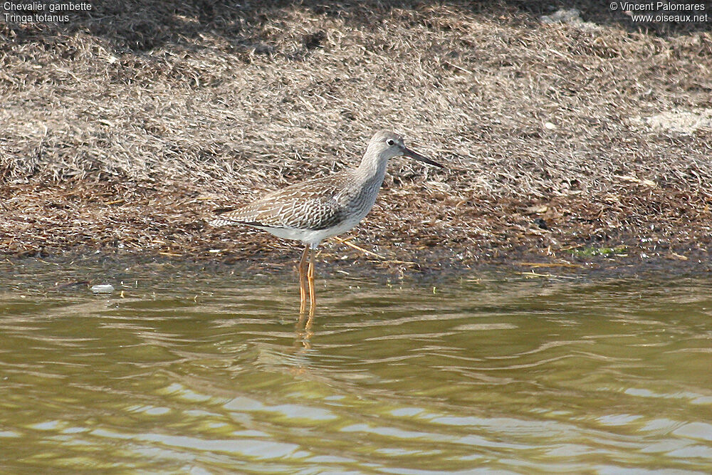 Common Redshank