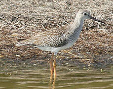 Common Redshank