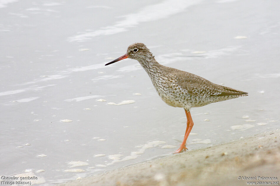 Common Redshankadult breeding