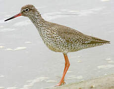 Common Redshank