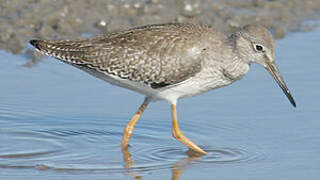 Common Redshank