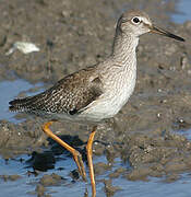 Common Redshank