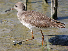 Common Redshank