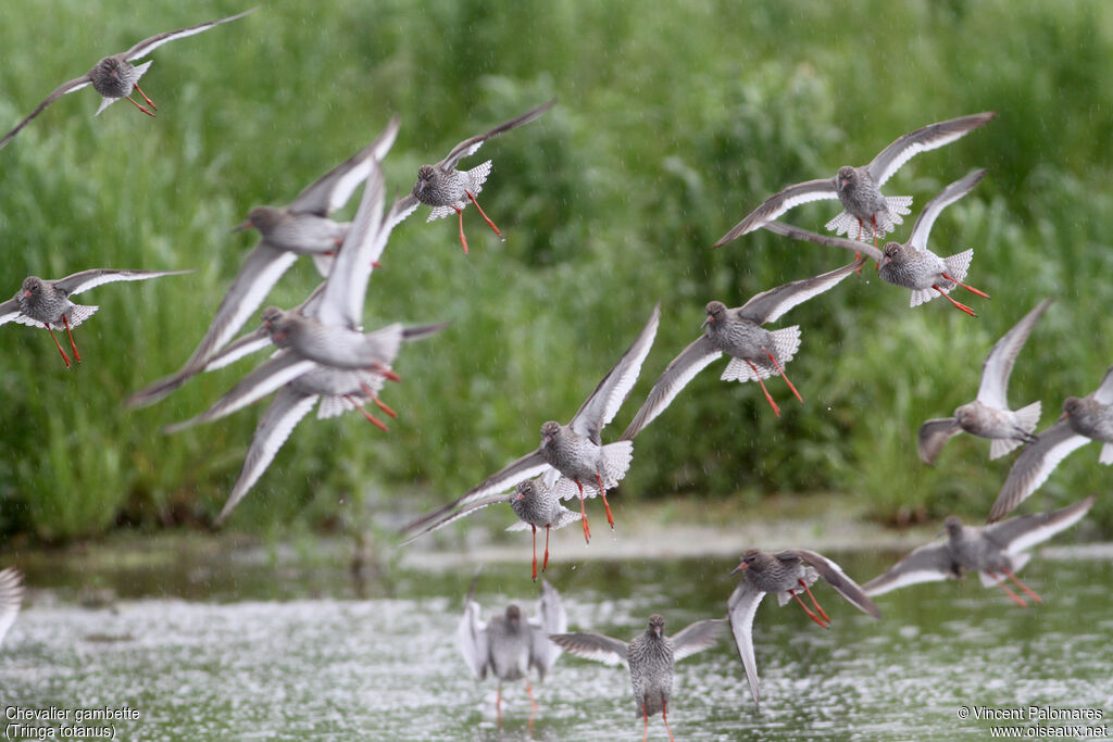 Common Redshank