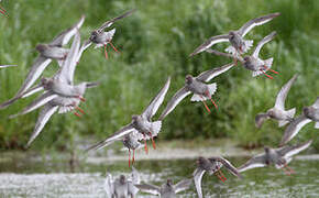 Common Redshank