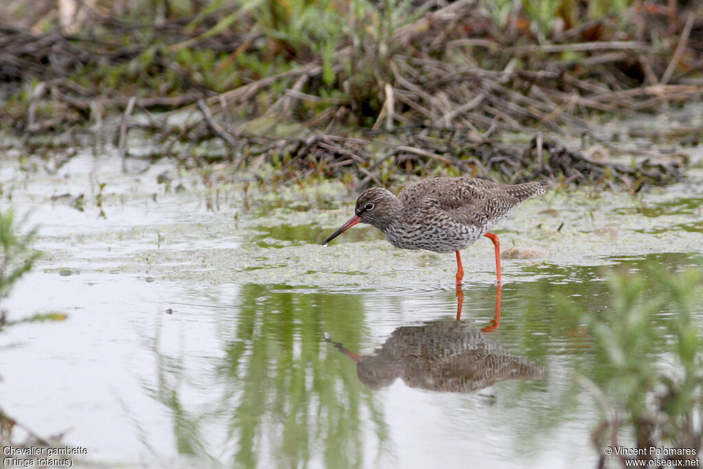 Common Redshankadult