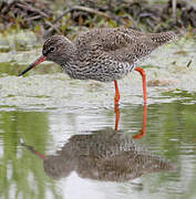 Common Redshank