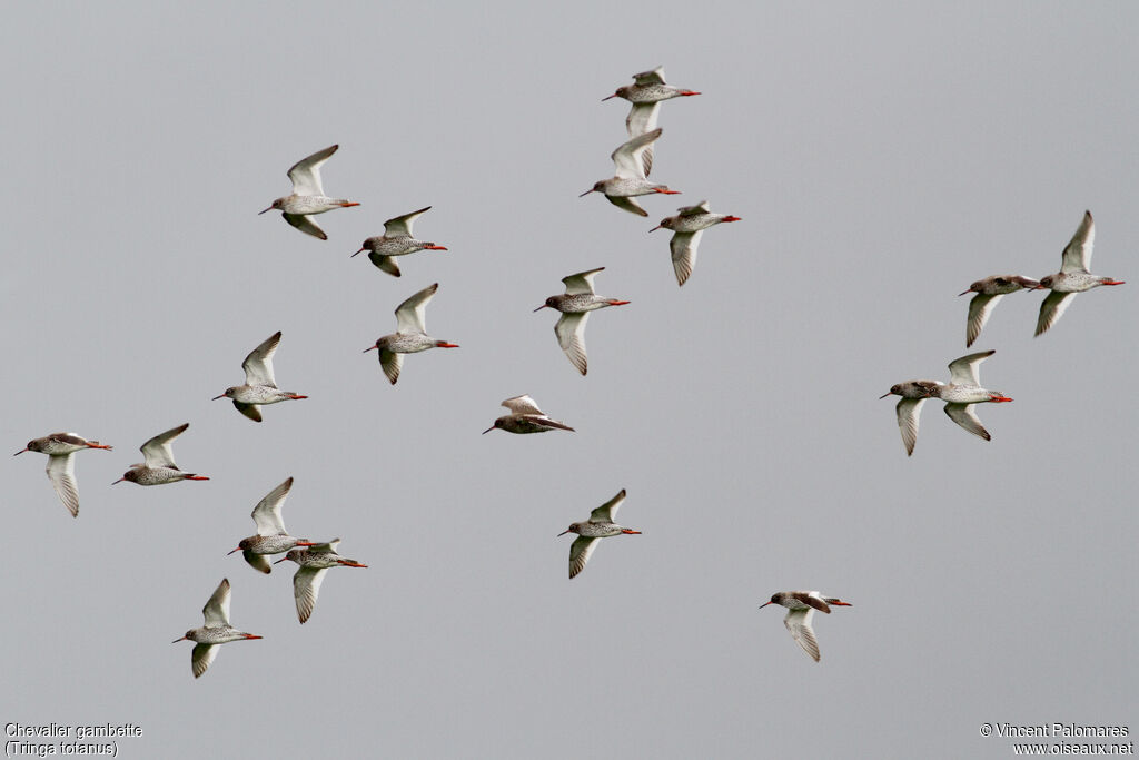 Common Redshank