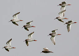 Common Redshank