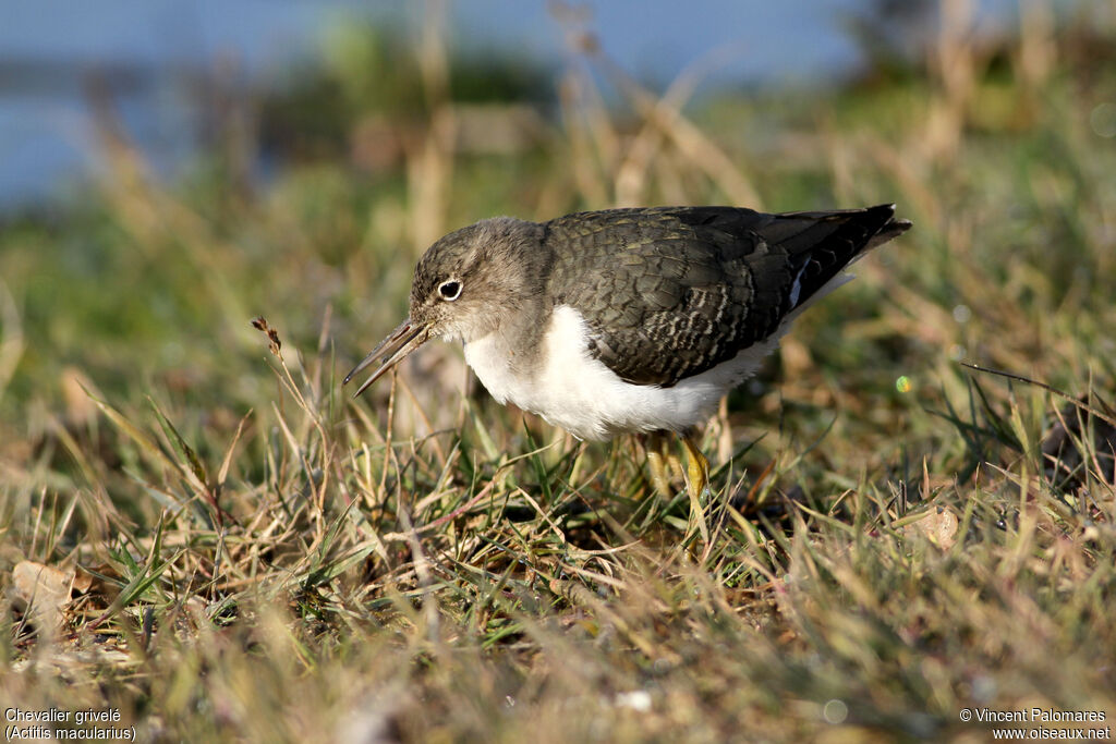 Spotted Sandpiperadult post breeding