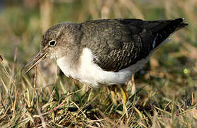 Spotted Sandpiper