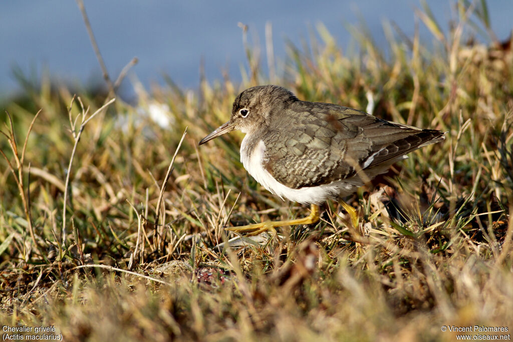 Spotted Sandpiper