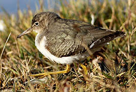 Spotted Sandpiper