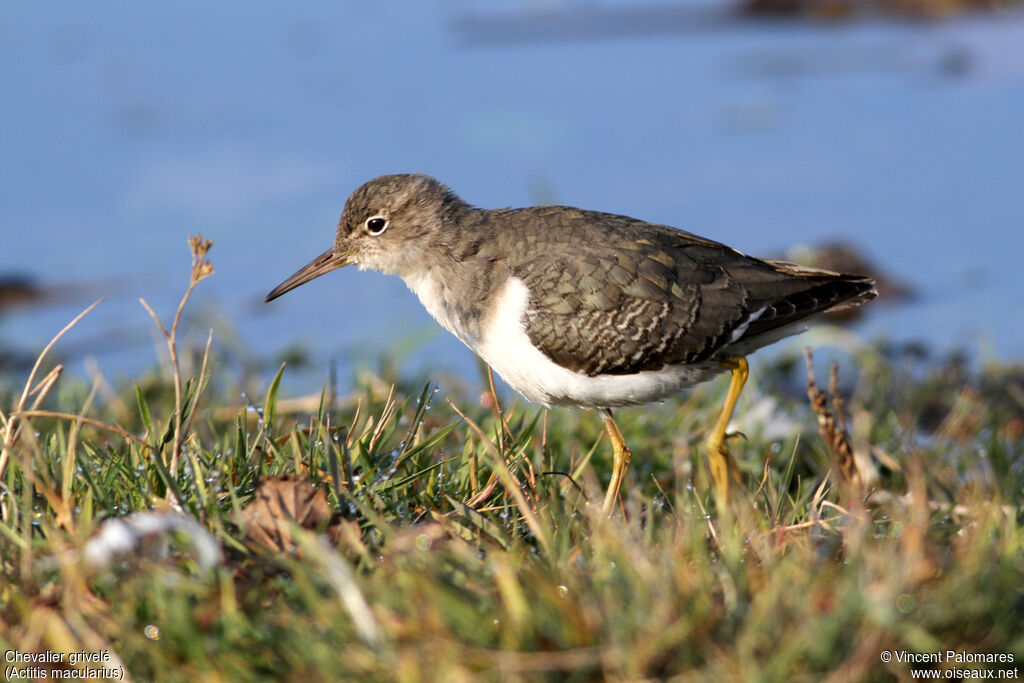 Spotted Sandpiperadult post breeding