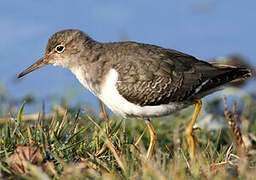 Spotted Sandpiper