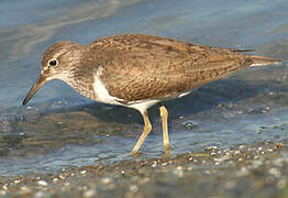 Common Sandpiper