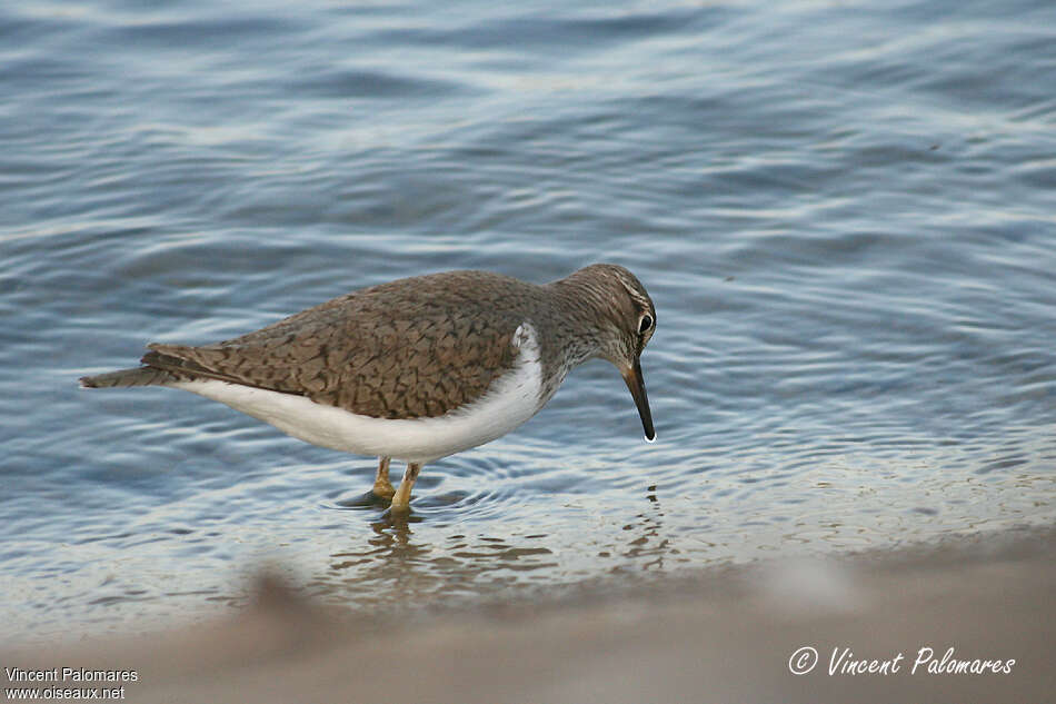 Common Sandpiperadult breeding, identification