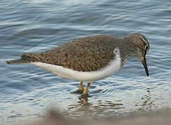 Common Sandpiper