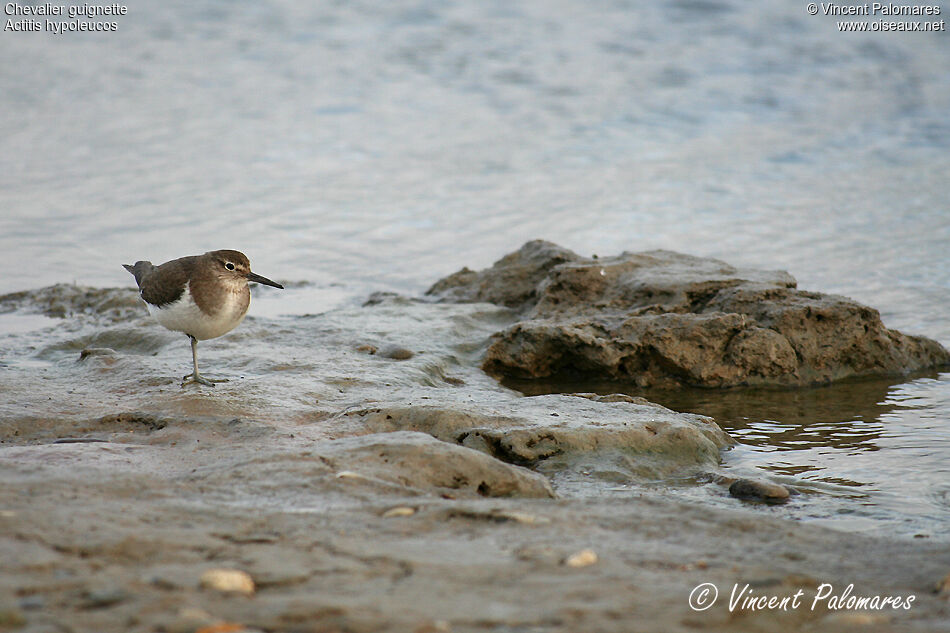 Common Sandpiper