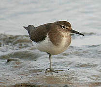 Common Sandpiper